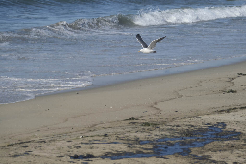 California Oil Spill A seagull flies over oil washed up by the coast in Huntington Beach, Calif., on Sunday., Oct. 3, 2021. A major oil spill off the coast of Southern California fouled popular beaches and killed wildlife while crews scrambled Sunday to contain the crude before it spread further into protected wetlands. (AP Photo/Ringo H.W. Chiu)