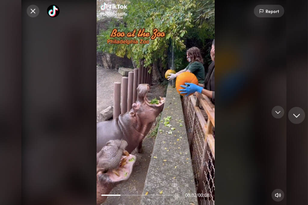 TikTok-screenshot-hippos (TikTok screenshot / @phillybestlife)