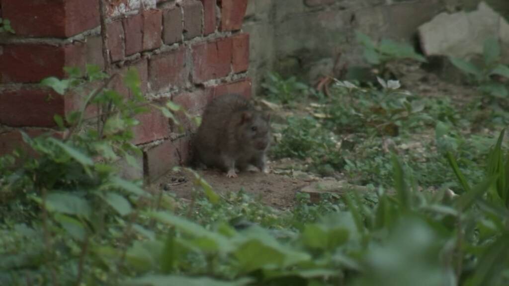 wpvi_rats_hunting_park_101321 A rat is pictured in Hunting Park.
