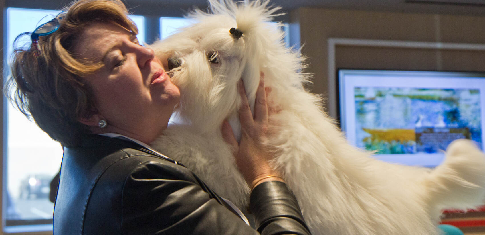 Adrianne Dering, a dog breeder and handler, gets kisses from her 6 month-old Colton De Tullier puppy, Buff, at the preview of the 2021 National Dog Show. (Kimberly Paynter/WHYY)