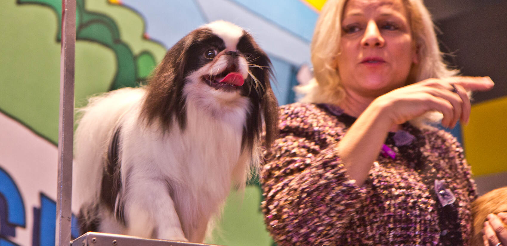 Roxanne Sutton points Japanese Chin JC’s to the cameras at the preview event of the 2021 National Dog Show. (Kimberly Paynter/WHYY)