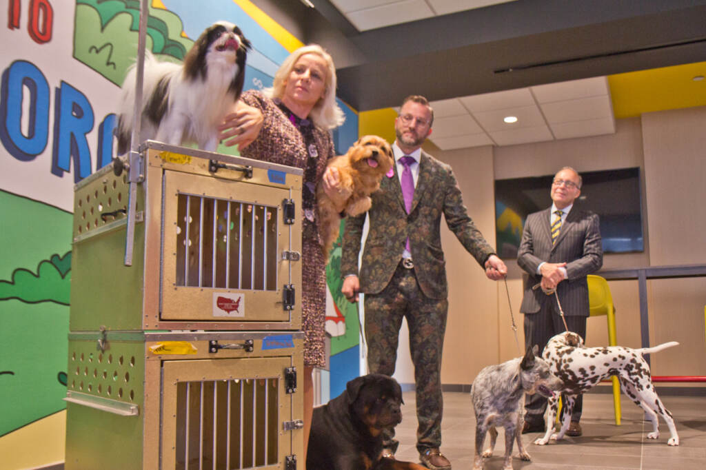 2021 11 16 k paynter suttons and dogs Roxanne and Jessy Sutton are a local family of breeders, owners and handlers, who’ve been competing together in dog shows since they were married 14 years ago. With them competing in the 2021 National Dog Show are (from left) Japanese Chin, JC, Norfolk Terrier Tyler, Rottweiler Emmett, Australian Cattle Dog Tootsie, and Dalmatian Blaze. (Kimberly Paynter/WHYY)