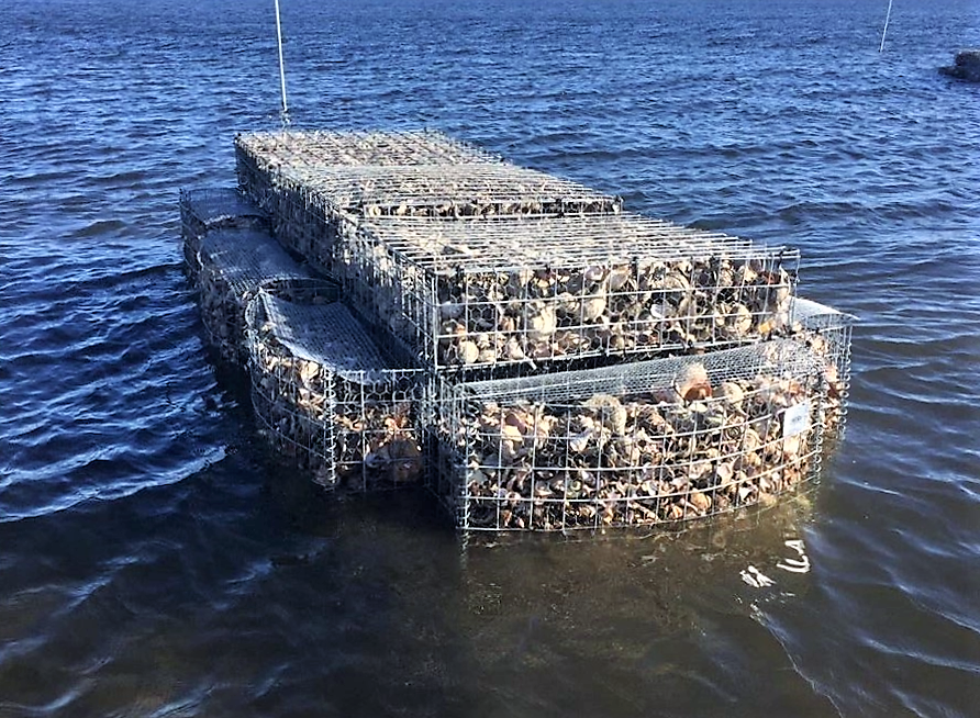 An HESCO cage is filled with whelk, clam, and oyster shells