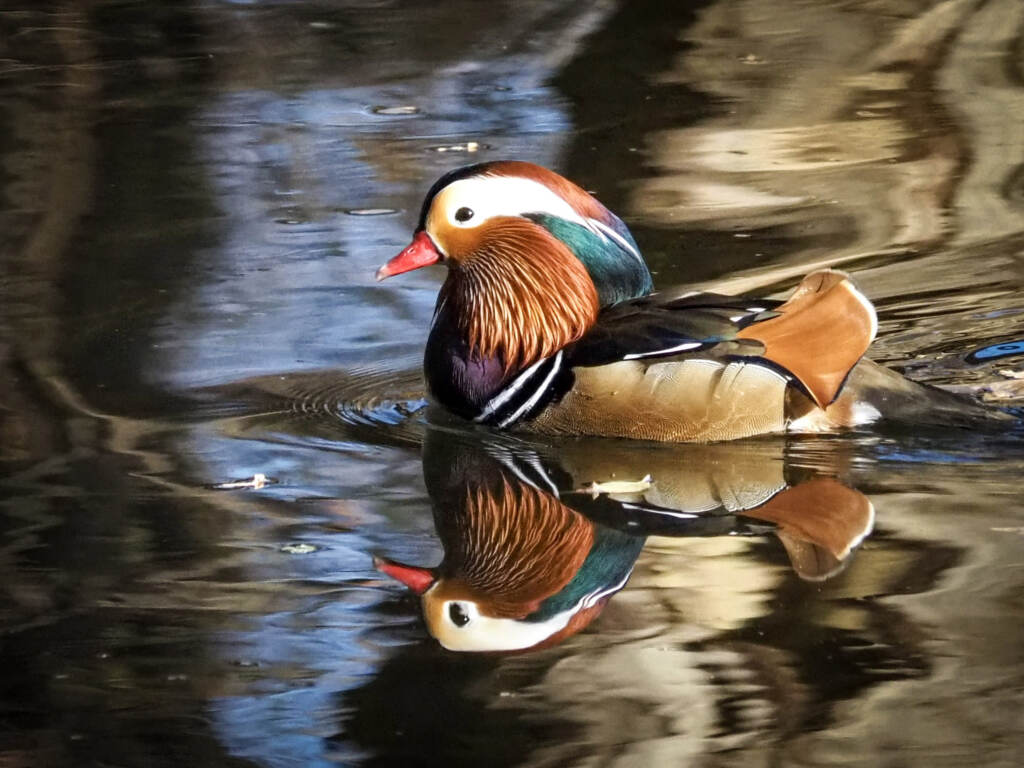 mandarinduck-01 The Mandarin duck in Pennypack Park