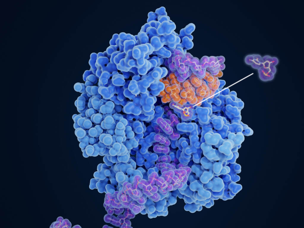 Molnupiravir impairs SARS-CoV-2 replication. The drug works by changing the order of the amino acids in the proteins it’s making to build new viruses, so the proteins are defective — and the new viruses are unable to infect new cells or replicate. An illustration shows the viral RNA-dependent RNA polymerase (blue) uses the active form of Molnupiravir, β-D-N4-hydroxycytidine (NHC) triphosphate, as a substrate instead of cytidine triphosphate or uridine triphosphate, NHC induces the incorporation of wrong base pairs in the replicated RNA string (orange).