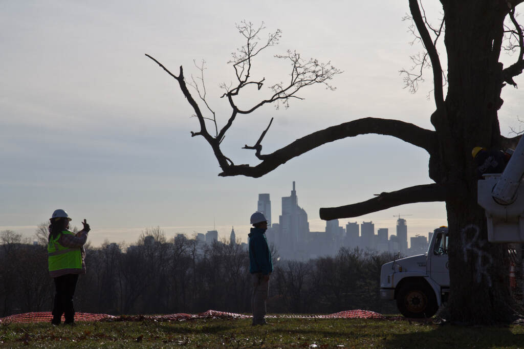 2021 12 15 k paynter belmont maple removal-9 Philadelphia Parks and Rec work to remove the Belmont Plateau’s iconic sugar maple tree on the morning of Dec. 15, 2021. (Kimberly Paynter/WHYY)