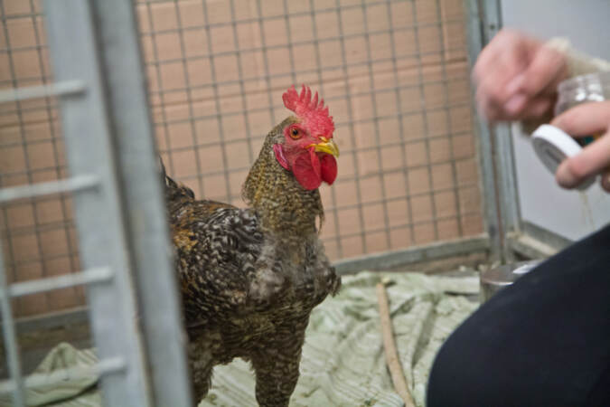 Chip the rooster is seen inside his kennel
