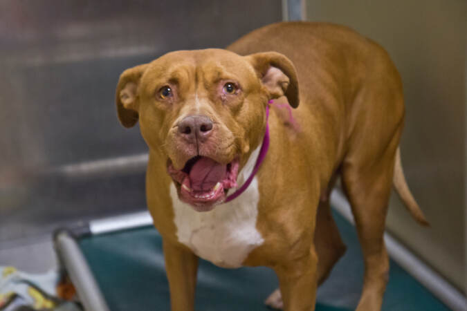 Cinnamon the dog looks forward with mouth agape