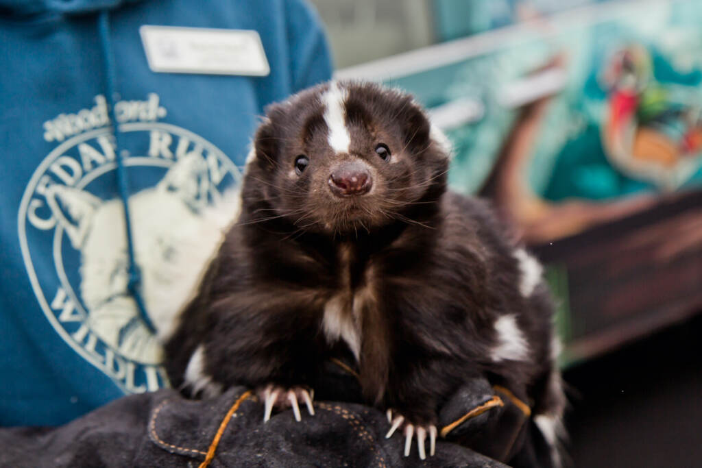 2021 12 29 k paynter rowan university veterinary school Phoebe the skunk