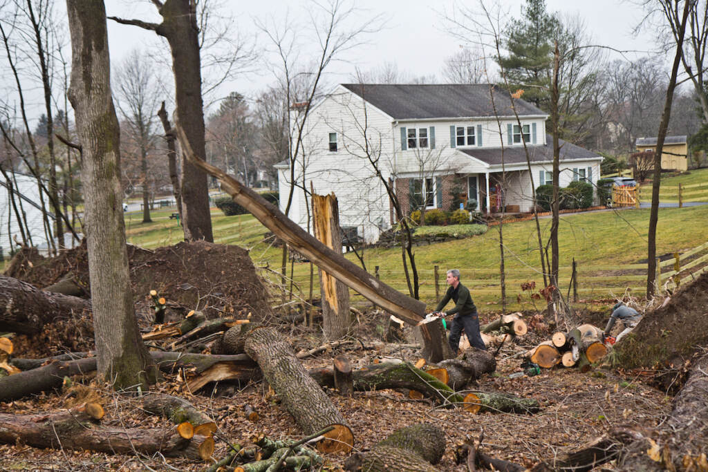 A member of The Upper Dublin Chainsaw Gang fells a damaged tree on the Warshawer’s property on Dec. 30, 2021