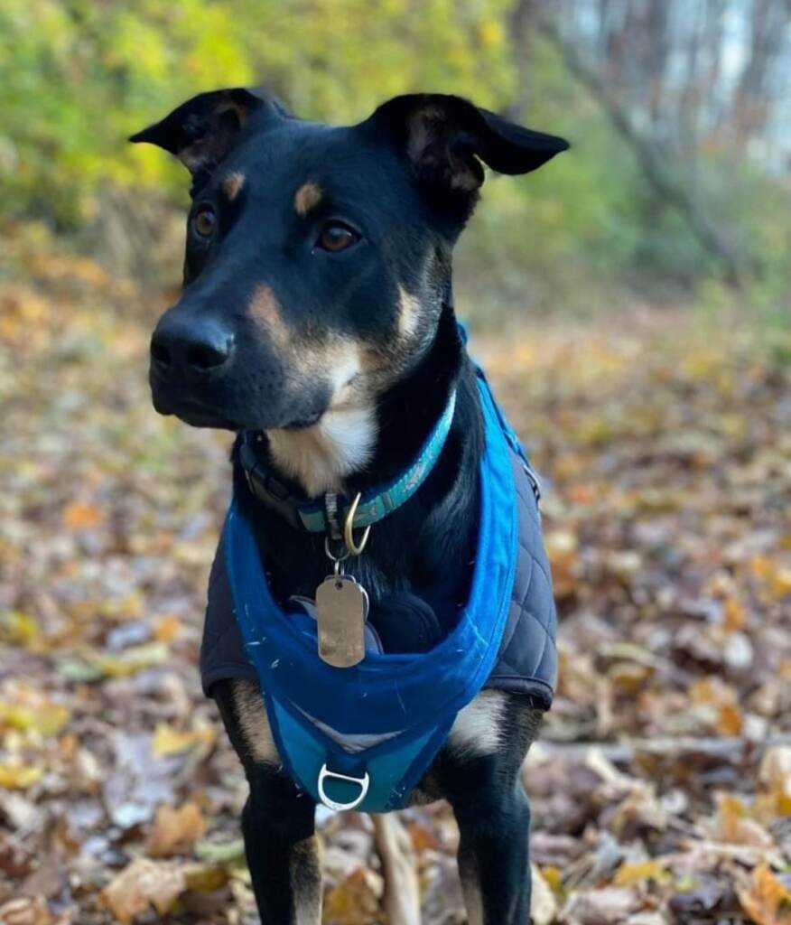 A dog is seen wearing a harnass outside