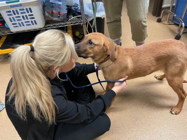 A person listens to a dog's breathing using a stethoscope