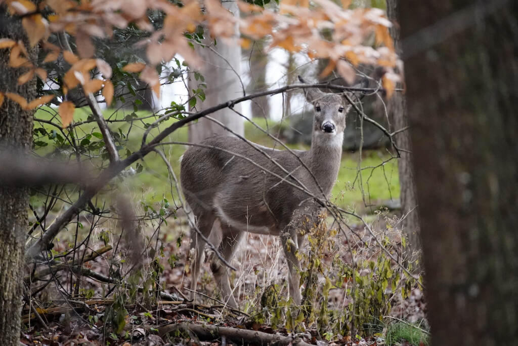 Pennsylvania Daily Life A deer peers through the woods, Monday, Nov. 23, 2020, in Pennsylvania. (AP Photo/Matt Slocum)