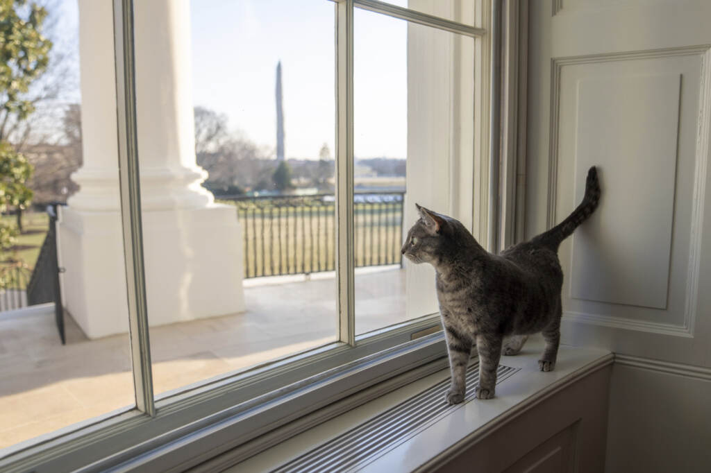 Willow, the Biden family's new pet cat, wanders around the White House on Wednesday, Jan. 27, 2022 in Washington. President Joe Biden and first lady Jill Biden have added Willow, a 2-year-old, green-eyed, gray and white feline from Pennsylvania, to their pet family.  The Washington Monument can be seen in the distance. (Erin Scott/The White House via AP)