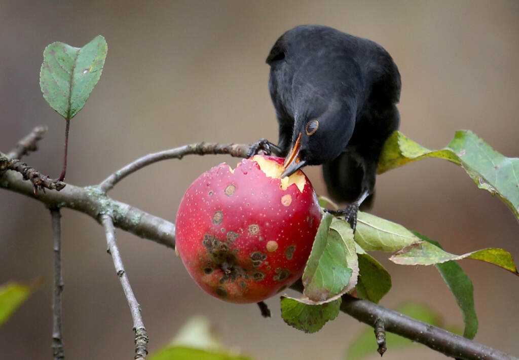 Fruit-eating animals spread the seeds of plants in ecosystems around the world. Their decline means plants could have a harder time finding new habitats as the climate changes. Fruit-eating animals spread the seeds of plants in ecosystems around the world. Their decline means plants could have a harder time finding new habitats as the climate changes. (Karl-Josef Hildenbrand/DPA/AFP via Getty Images)