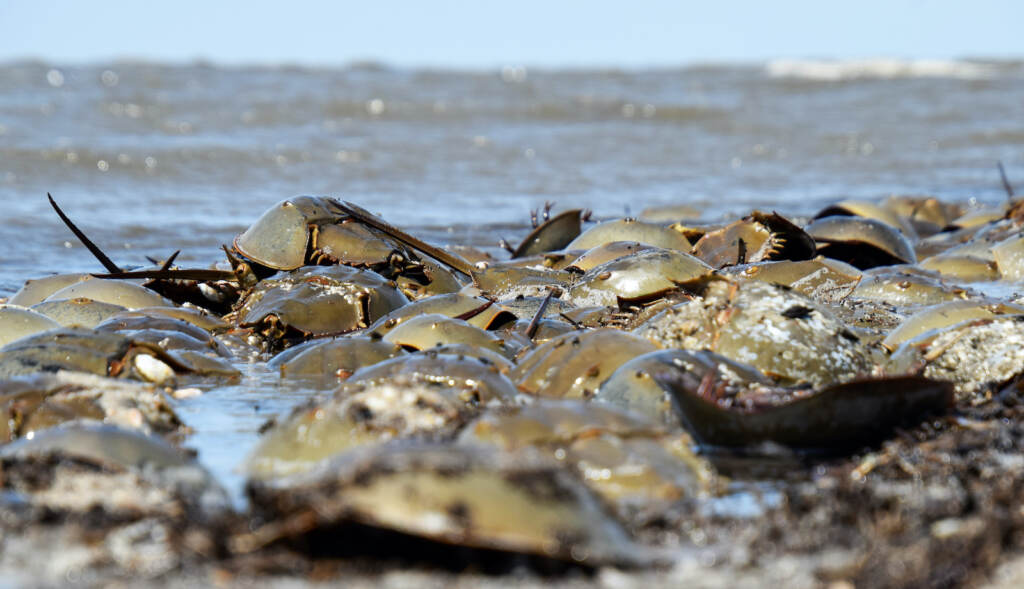 horseshoe-crab-endangered-NJ-CN-01-011522 Horseshoe crabs are pictured on a beach