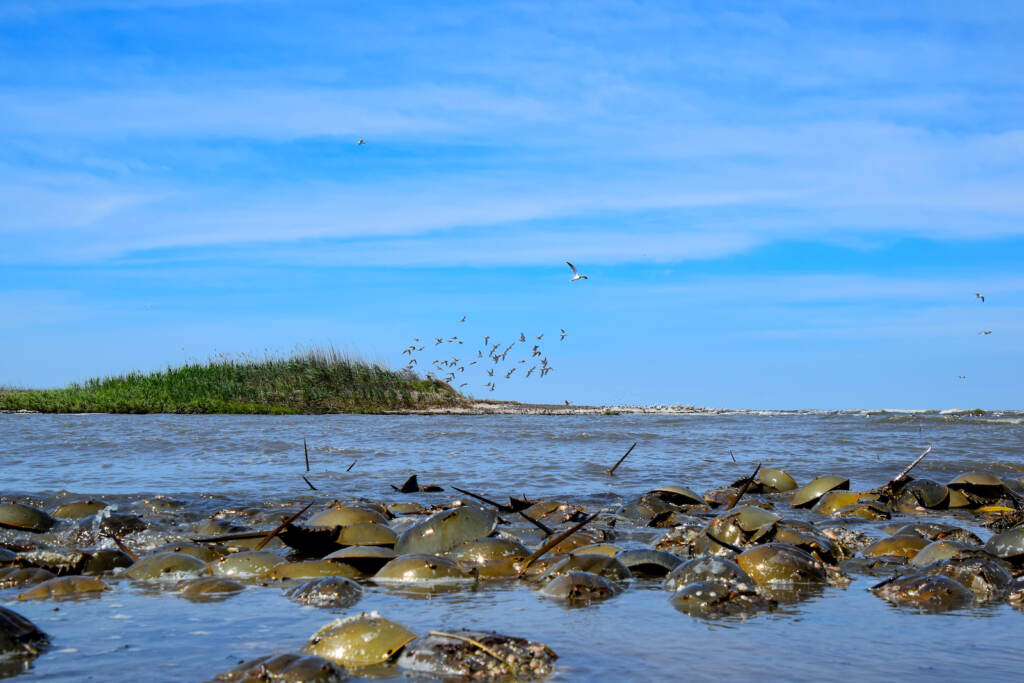 Horseshoe crabs are pictured on a beach