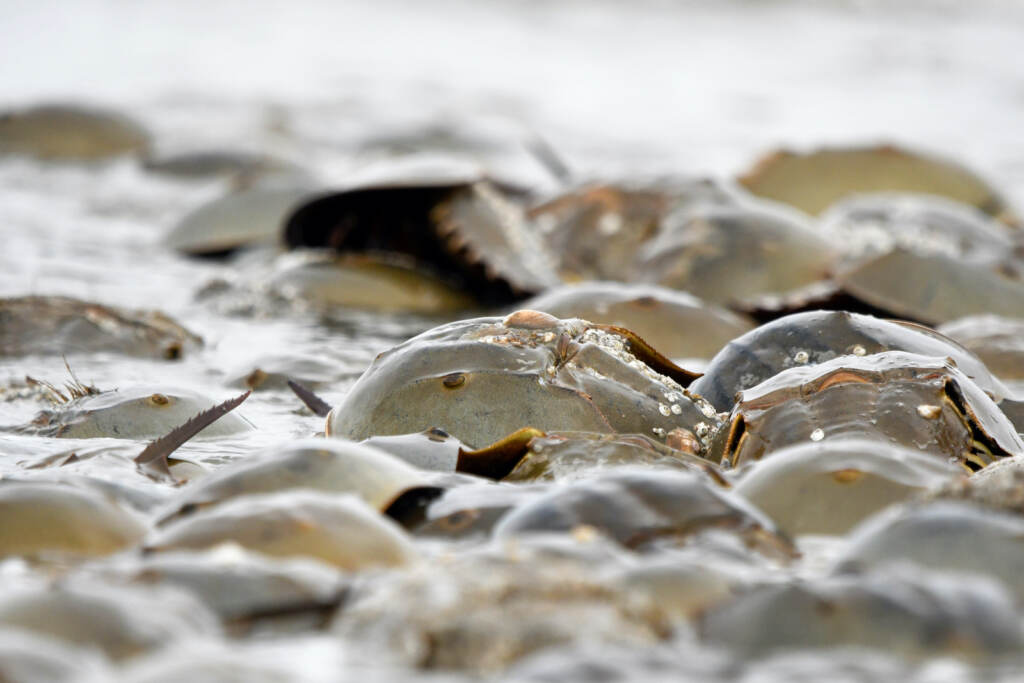 Horseshoe crabs are pictured on a beach