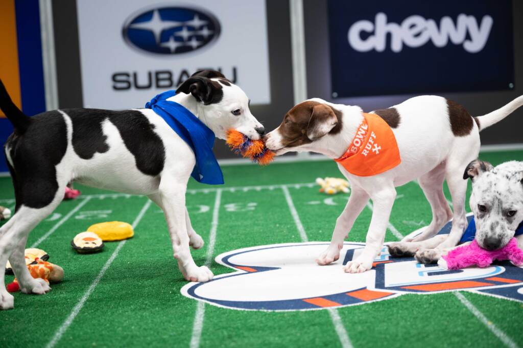 Two pups tug on the same toy during Puppy Bowl XVII.