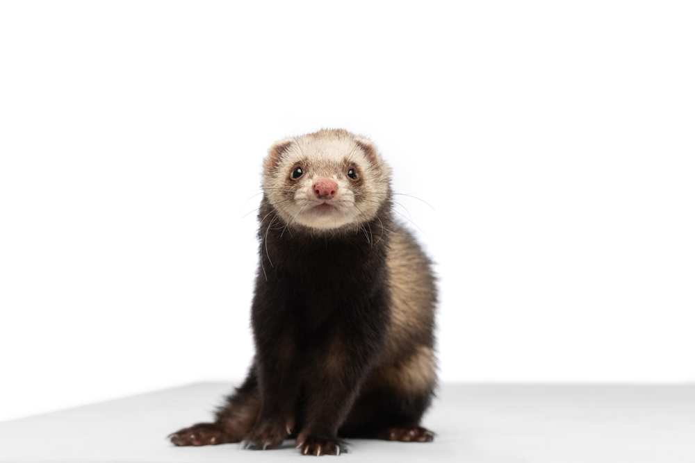 the-pulse-bigstock-Studio-Shot-Of-Cute-Little-Whi-445730150 Studio shot of white grey ferret isolated over white background