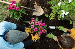 Overhead view of two people planting pink flowers in a garden