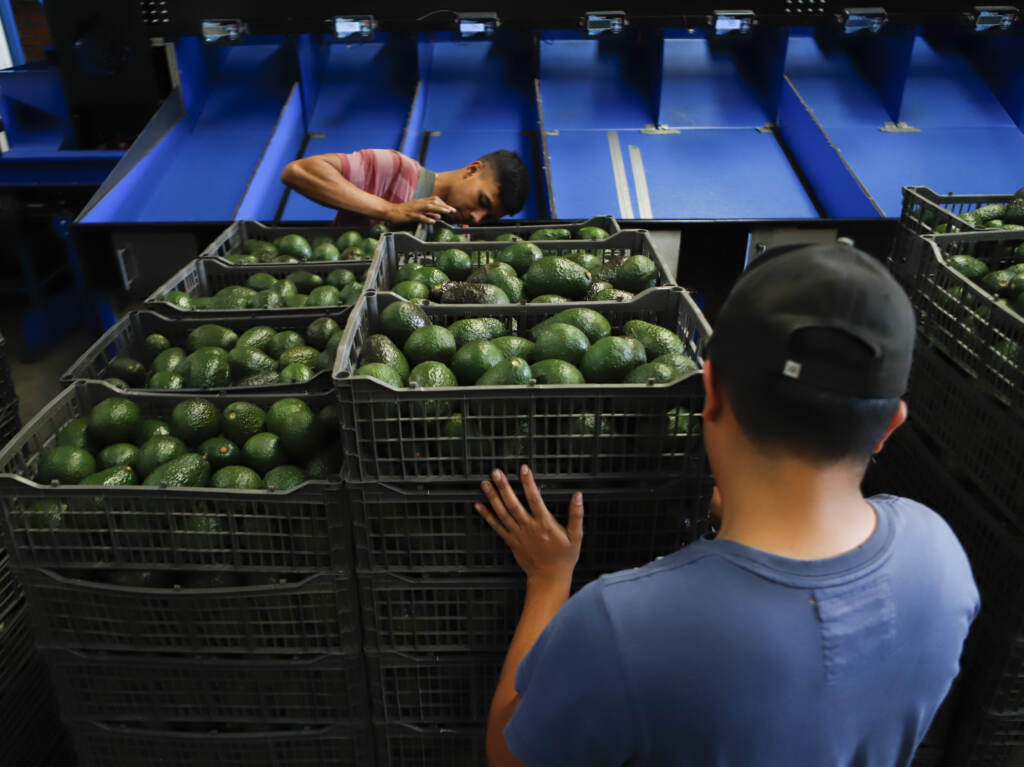 A worker selects avocados at a packing plant in Uruapan, Mexico. The U.S. Department of Agriculture has temporarily suspended inspection of avocados from this region of Mexico after one inspector was threatened. A worker selects avocados at a packing plant in Uruapan, Mexico, Wednesday, Feb. 16, 2022. Mexico has acknowledged that the U.S. government has suspended all imports of Mexican avocados after a U.S. plant safety inspector in Mexico received a threat