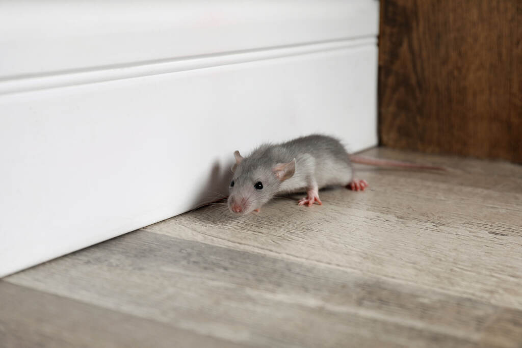 Grey Rat Near Wooden Wall On Floor. Pest Control Grey rat near wooden wall on floor.