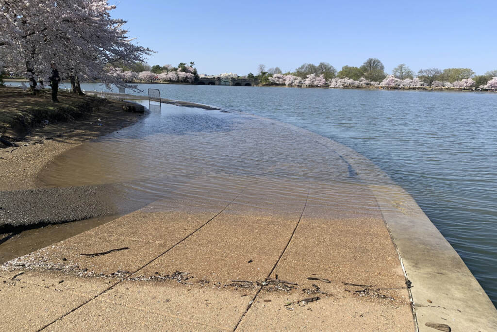 Part of the sidewalk near the Jefferson Memorial is covered in water during high tide at the Tidal Basin