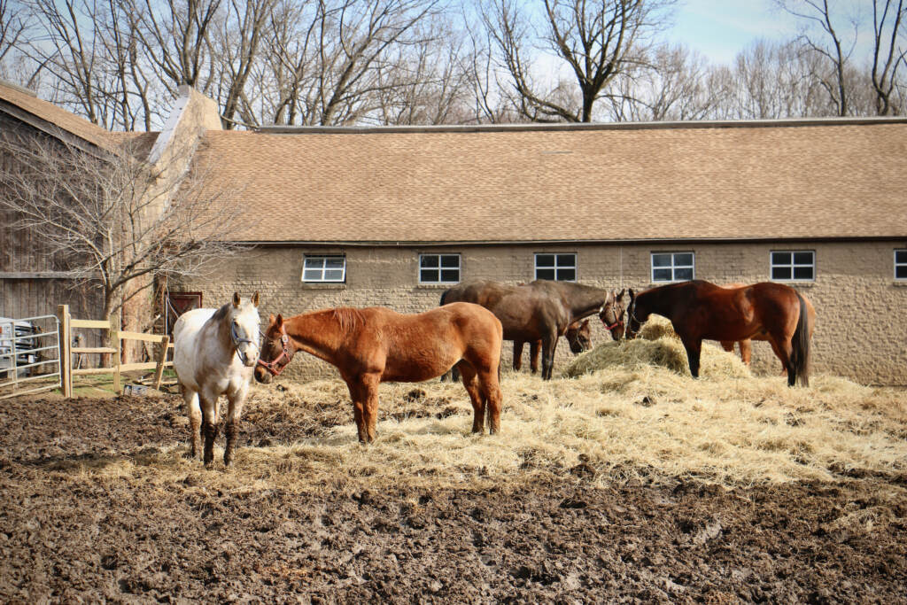 Horses at the Work to Ride program's Chamounix Stables in Fairmount Park, Philadelphia