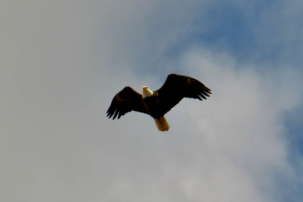 2022 03 20-e lee-philadelphia fdr park-in color birding club bald eagle A bald eagle soars over birders at FDR Park durig an outing of the In Color Birding Club. (Emma Lee/WHYY)