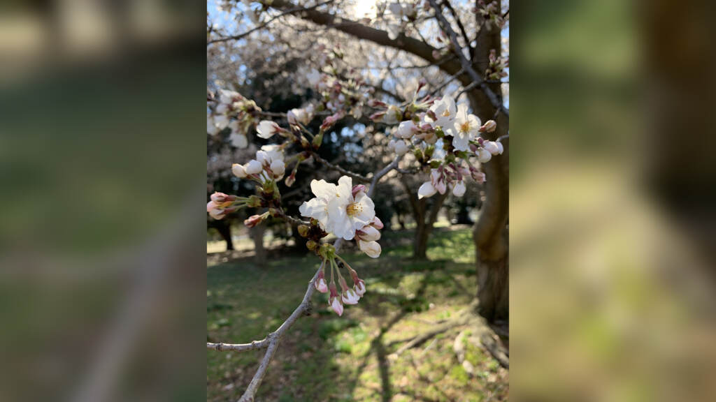 Early Yoshino cherry blooms Early Yoshino cherry blooms in West Fairmount Park, looking pretty good despite the frost. (Courtesy of Sandi Polyakov)