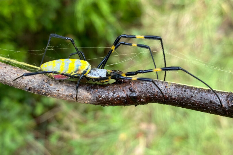 Joro Spider1 Joro spiders as big as the palm of your hand could soon expand their territory from the Southeast to as far north as Delaware. (Courtesy of UGA)