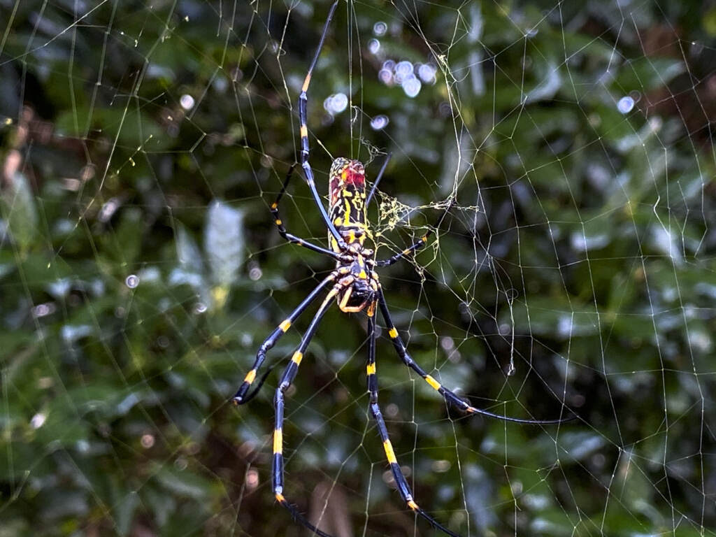 The joro spider, a large spider native to East Asia, has become a common sight throughout Georgia and other Southeastern states. But scientists say it may soon spread through the Eastern seaboard. The joro spider, a large spider native to East Asia, is seen in Johns Creek, Ga., on Sunday, Oct. 24, 2021. The spider has spun its thick, golden web on power lines, porches and vegetable patches all over north Georgia this year – a proliferation that has driven some unnerved homeowners indoors and prompted a flood of anxious social media posts