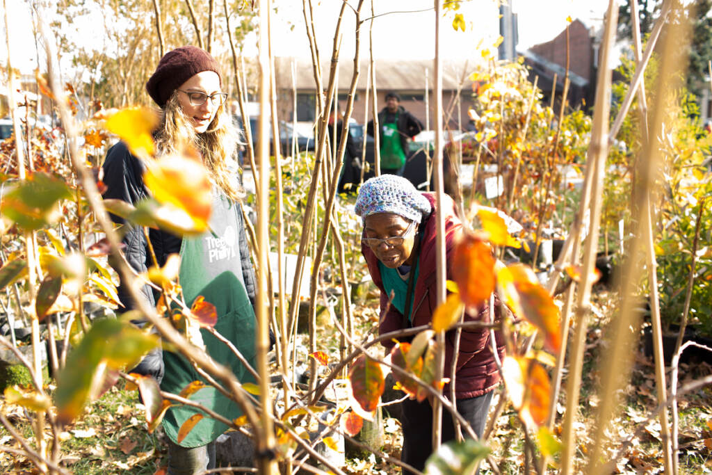 givaway 11/12/2017 November 12 2017 Two people are seen among trees at a TreePhilly giveaway.