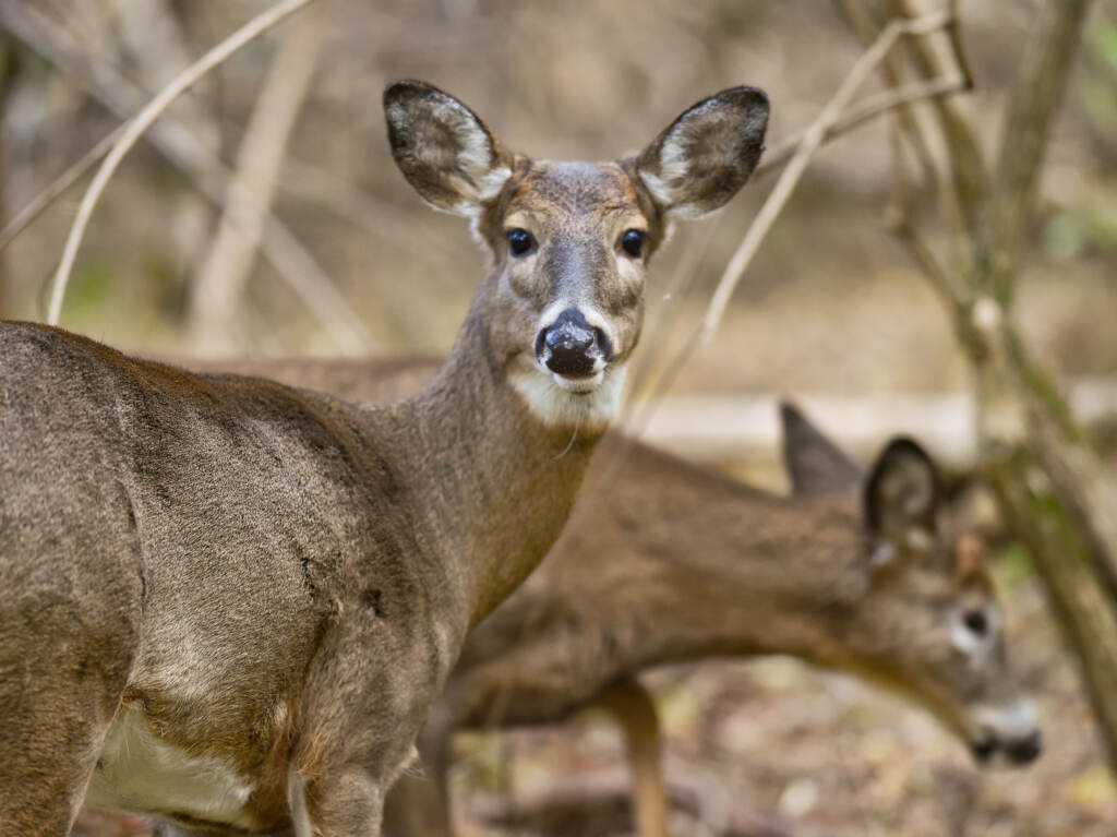 Two white-tailed deer forage in Pennsylvania’s Wyomissing Parklands. At the end of 2021, researchers swabbed the noses of 93 dead deer from across the state. Nearly 20% tested positive for COVID. Two white-tailed deer forage in Pennsylvania's Wyomissing Parklands. At the end of 2021, researchers swabbed the noses of 93 dead deer from across the state. Nearly 20% tested positive for COVID. (Ben Hasty/MediaNews Group/Reading Eagle via Getty Images)
