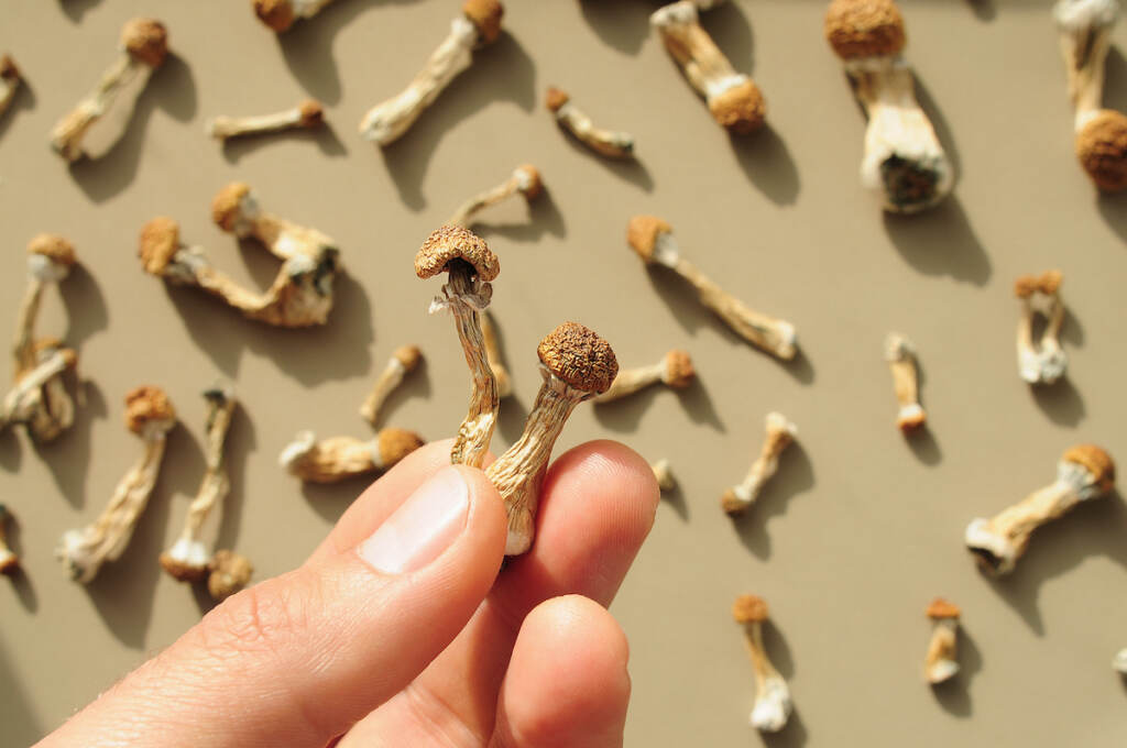 Pattern Of Psilocybin Mushrooms On Brown Background. Psychedelic Magic Golden Teacher Mushrooms. Mic (Pixelvario/BigStock)