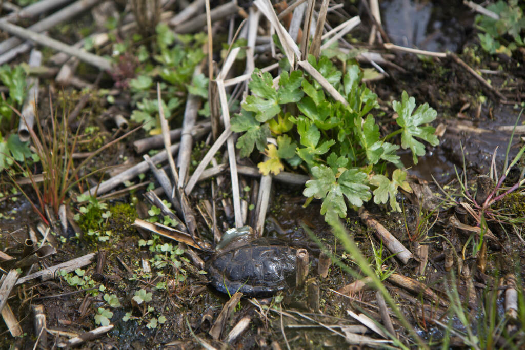 A closeup of wetlands in New Jersey