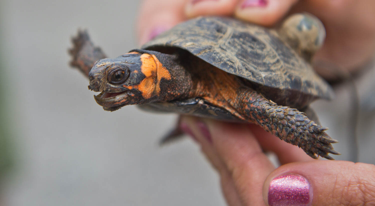 A closeup of a bog turtle