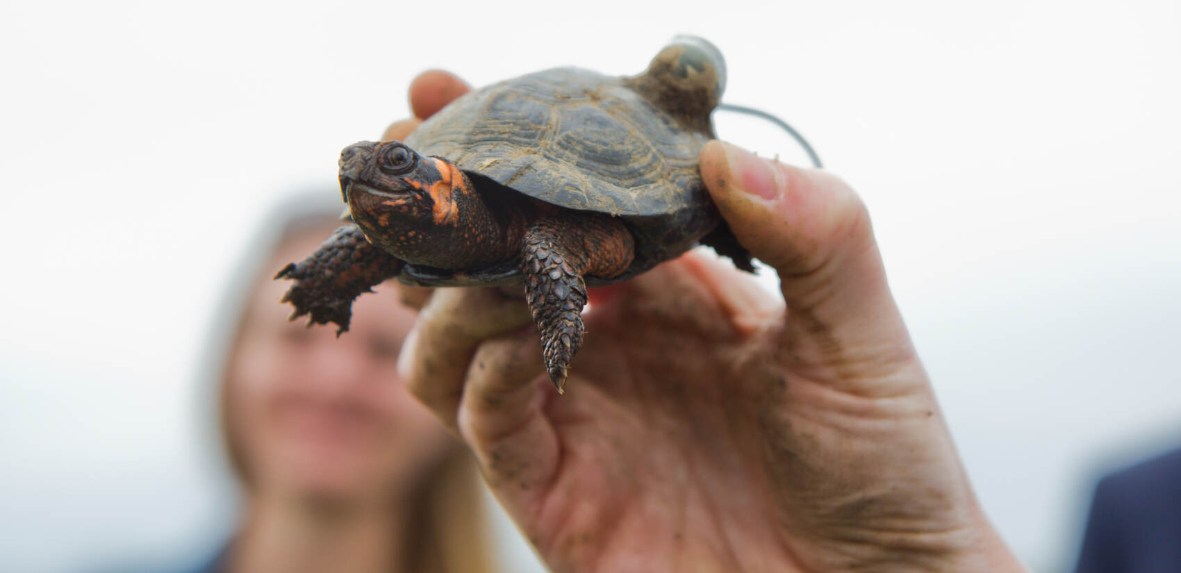 A closeup of a bog turtle