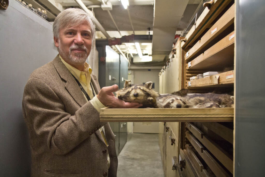 2022 04 27 k paynter mammal collection academy of natural sciences-small Ted Daeschler, a curator and paleontologist at the Academy of Natural Sciences in Philadelphia, holds a raccoon specimen from the collection. DNA samples from specimens can answer questions about environments in history. (Kimberly Paynter/WHYY)
