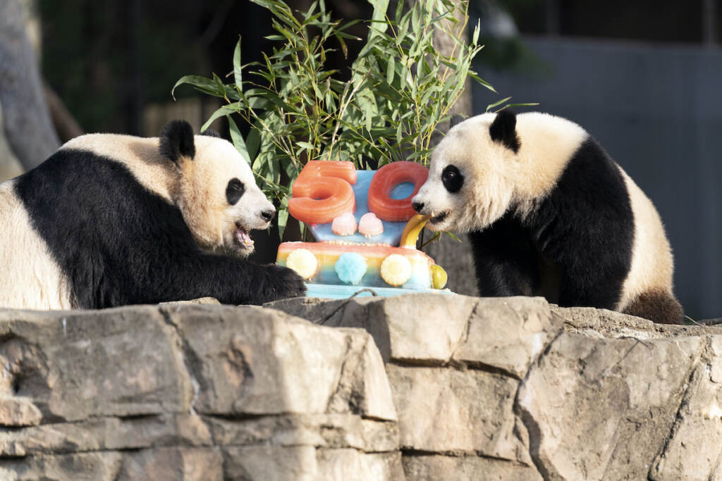 Giant pandas Mei Xiang (left) and her cub Xiao Qi Ji eat a fruitsicle cake in celebration of the Smithsonian's National Zoo and Conservation Biology Institute, 50 years of achievement in the care, conservation, breeding and study of giant pandas at The Smithsonian's National Zoo in Washington, Saturday, April 16, 2022. (AP Photo/Jose Luis Magana)
