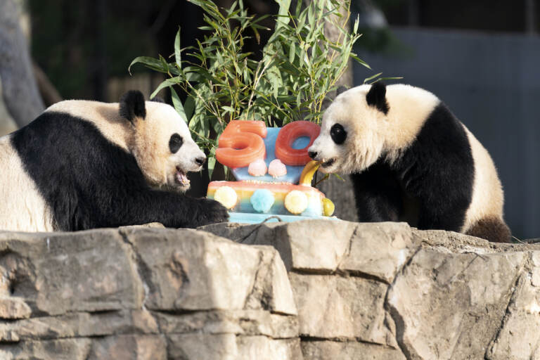 Giant pandas Mei Xiang (left) and her cub Xiao Qi Ji eat a fruitsicle cake in celebration of the Smithsonian's National Zoo and Conservation Biology Institute, 50 years of achievement in the care, conservation, breeding and study of giant pandas at The Smithsonian's National Zoo in Washington, Saturday, April 16, 2022. (AP Photo/Jose Luis Magana)