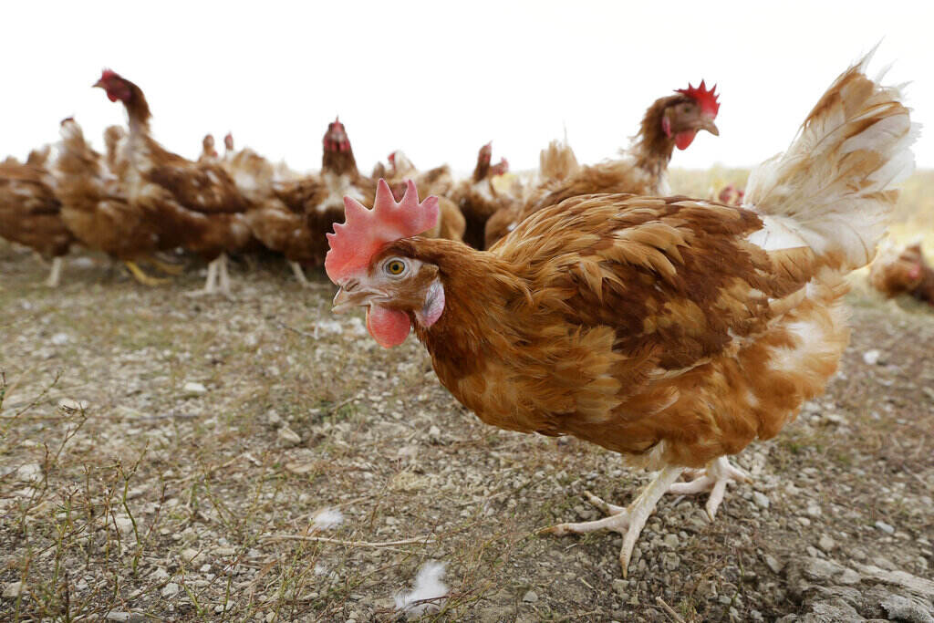 Upclose photo of a chicken walking along.