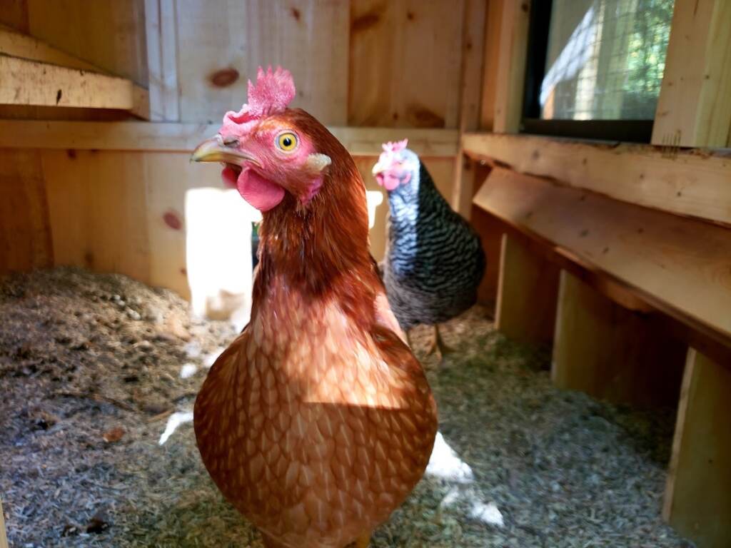 Doug_Z_Chickens_02 An up-close portrait of a chicken.