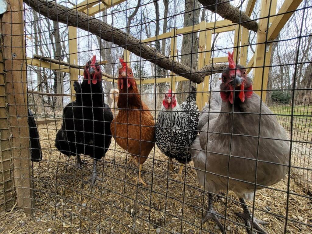 Doug_Z_Chickens_03 Four chickens look at the camera from behind a fence.