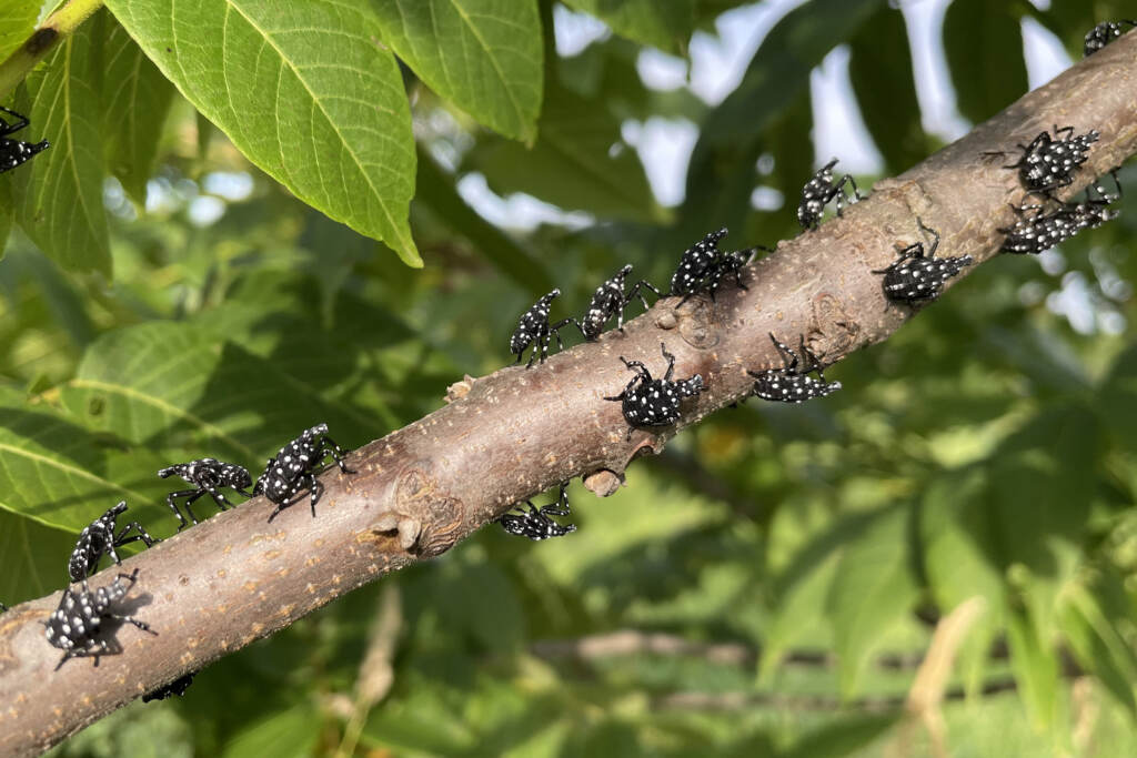 Spotted lanternfly nymphs COURTESY PENN STATE EXTENSION MONTGOMERY COUNTY