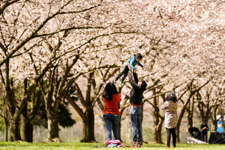 People photographs beneath the cherry blossoms at the Fairmount Park Horticulture Center in Philadelphia, Friday, April 8, 2022. (AP Photo/Matt Rourke)