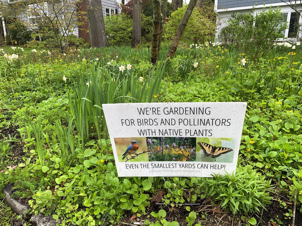Gardening – Rethinking the Lawn A front yard in Westchester County, N.Y., pictured on May 4, 2022, has been converted from lawn to pollinator-friendly, native plants. (AP Photo/Julia Rubin)