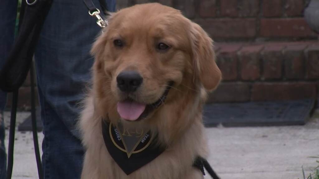 NfeTphmH Picture of a golden retriever.