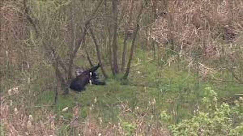 Black bear spotted roaming through Drexel Hill, Delaware County (6abc)